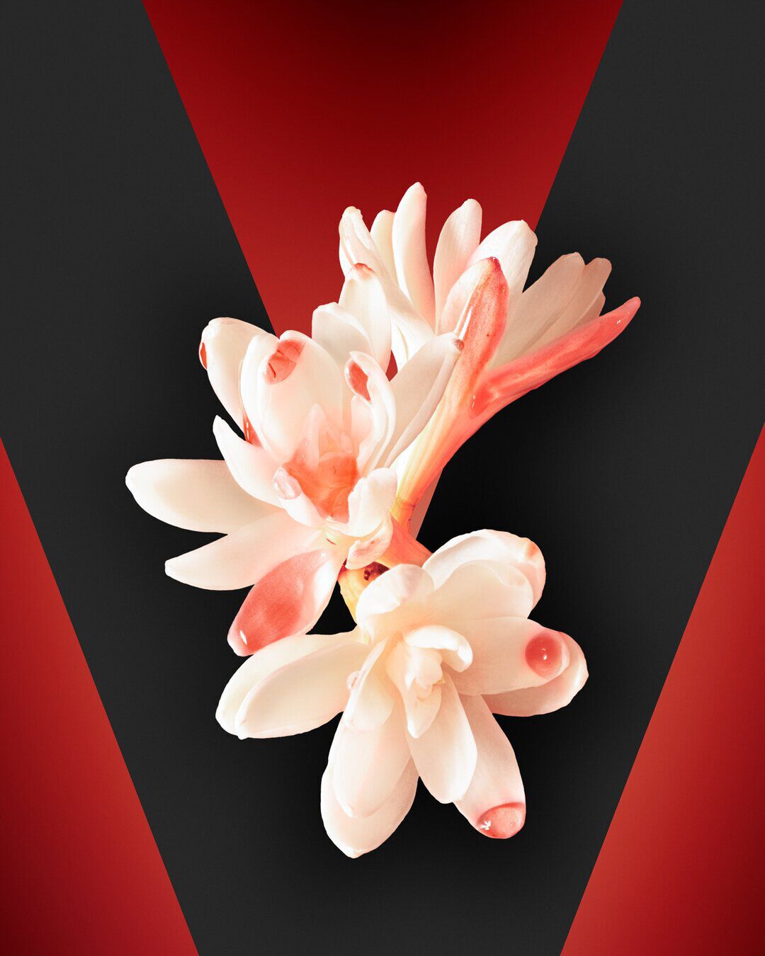 Tuberose image